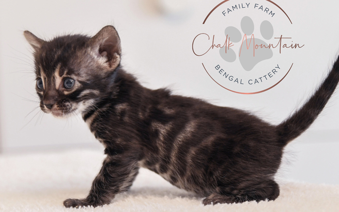 Bengal kitten for sale